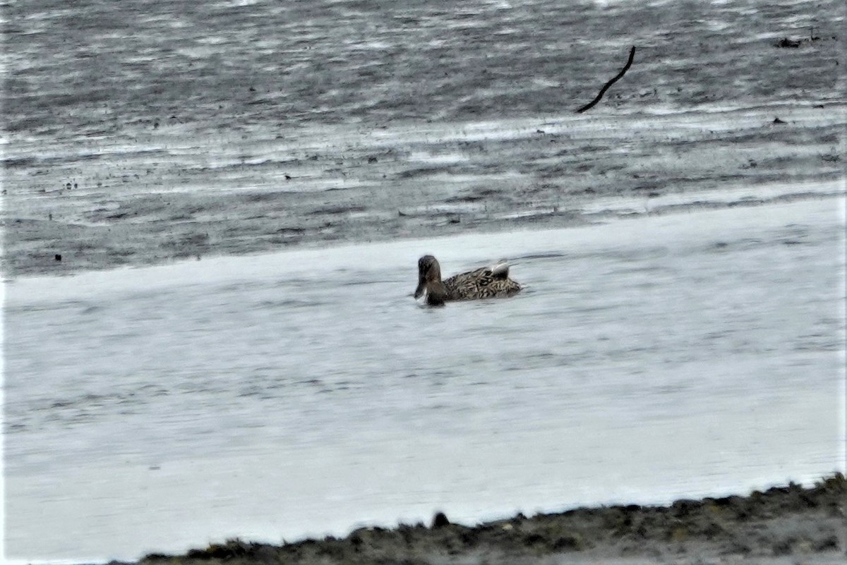 Northern Shoveler - Robin Collman