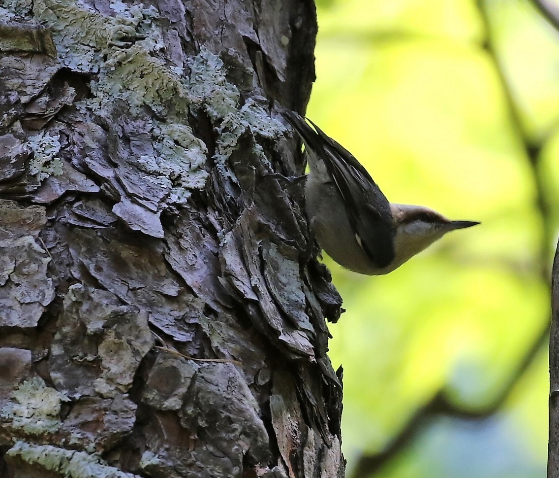 Brown-headed Nuthatch - Jane C Allen