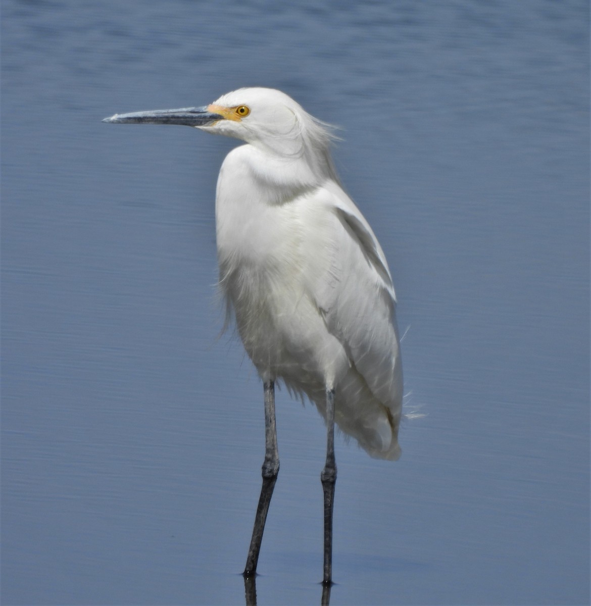 Snowy Egret - ML558326581