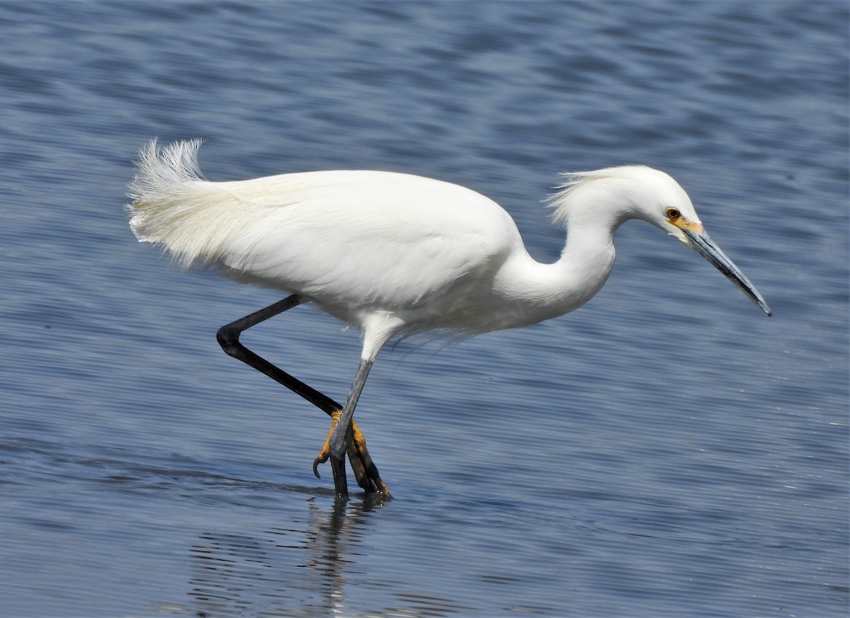 Snowy Egret - ML558326601