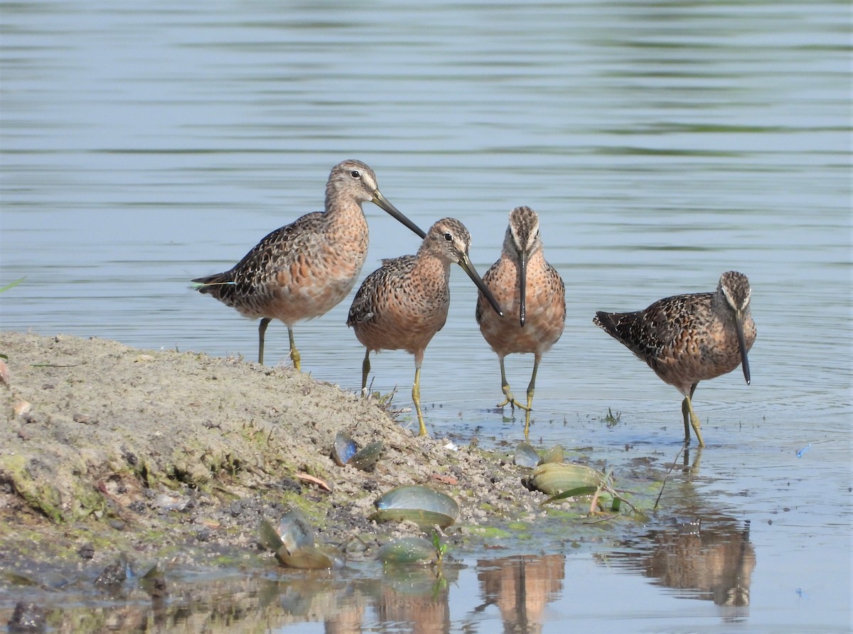 Long-billed Dowitcher - ML558327131