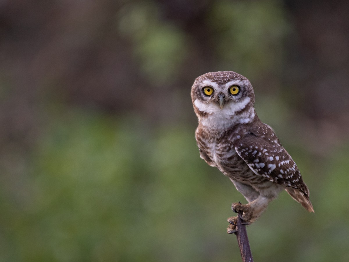 Spotted Owlet - ML558327441