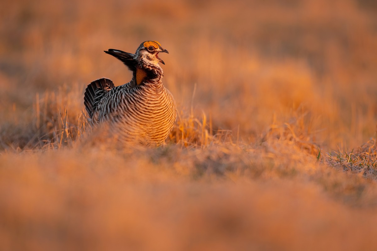 Tétras des prairies - ML558327751