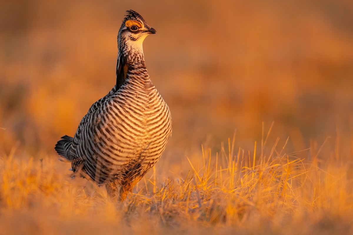 Greater Prairie-Chicken - ML558328071