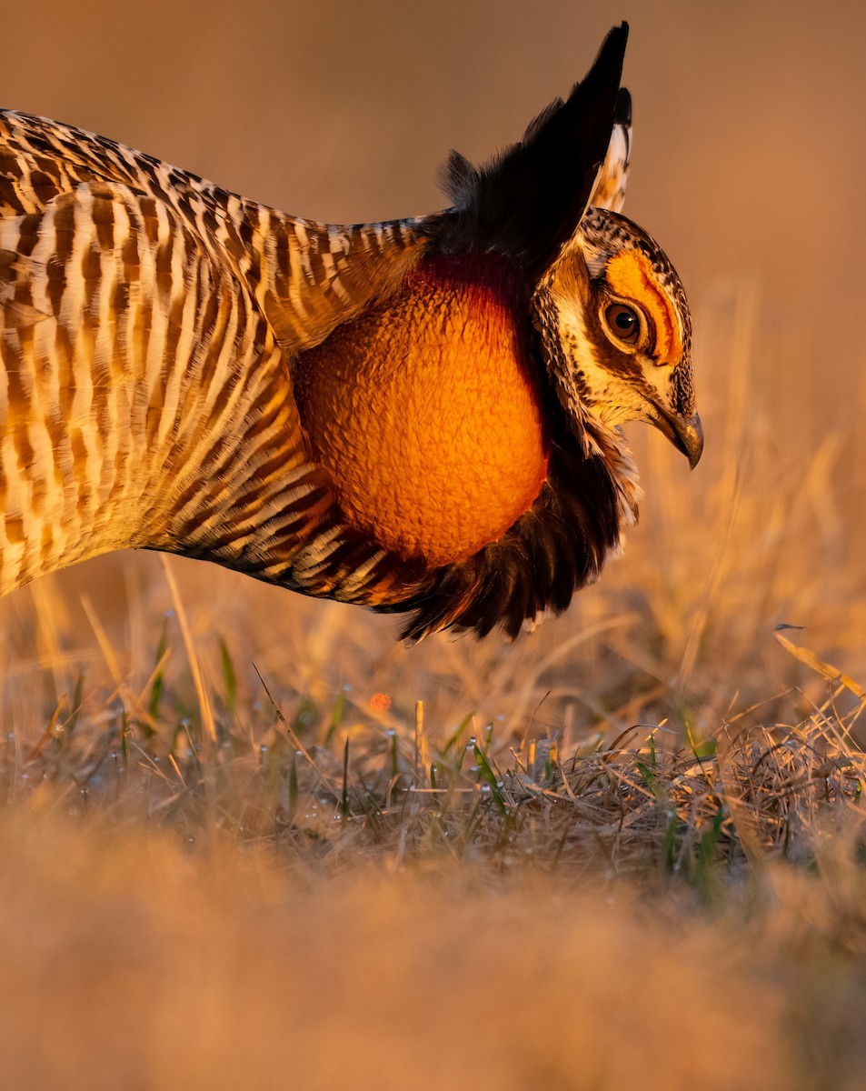 Greater Prairie-Chicken - ML558328211