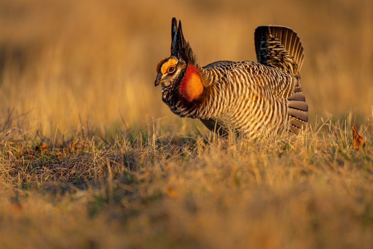 Greater Prairie-Chicken - ML558328801