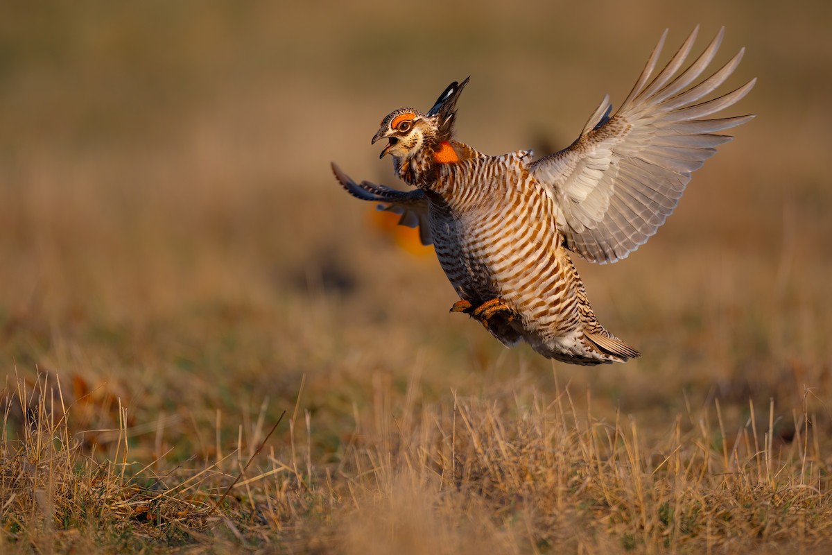 Greater Prairie-Chicken - Matt Zuro