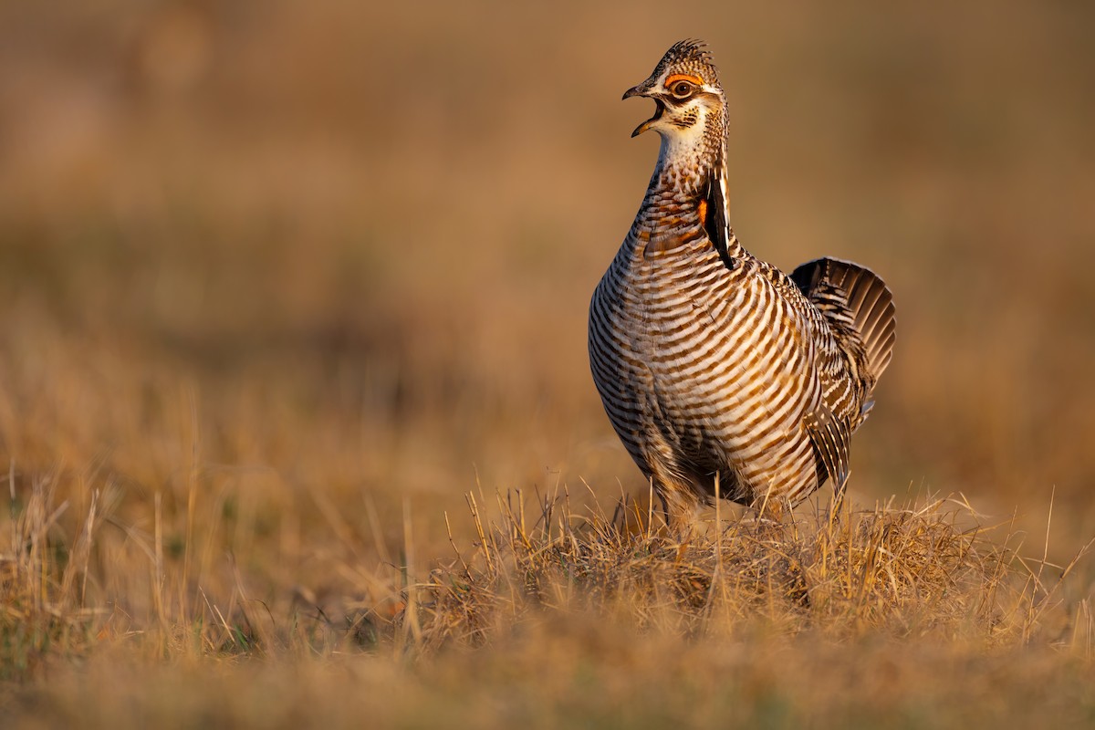 Greater Prairie-Chicken - ML558329211
