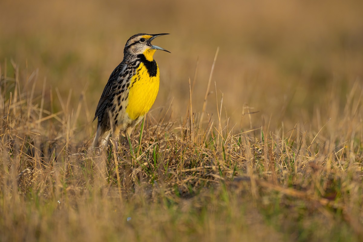 Eastern Meadowlark - Matt Zuro