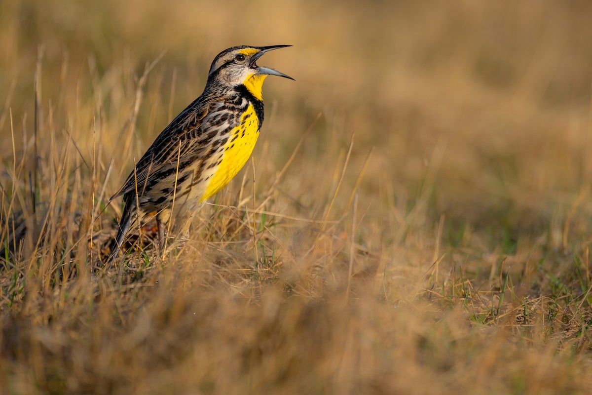 Eastern Meadowlark - ML558329351