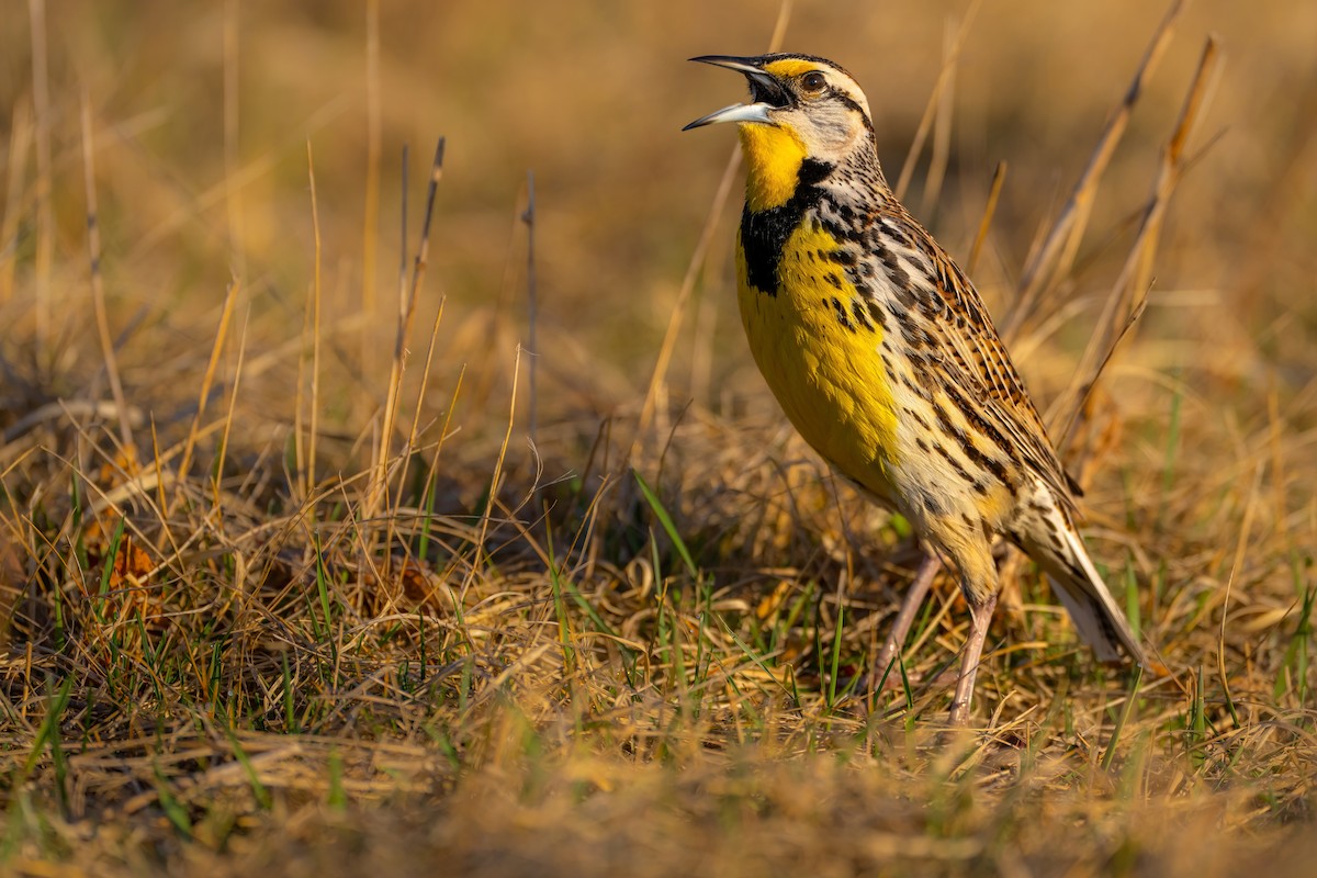 Eastern Meadowlark - ML558329431