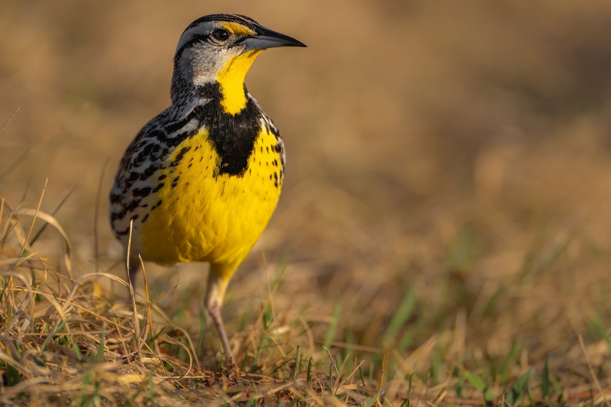 Eastern Meadowlark - ML558329481