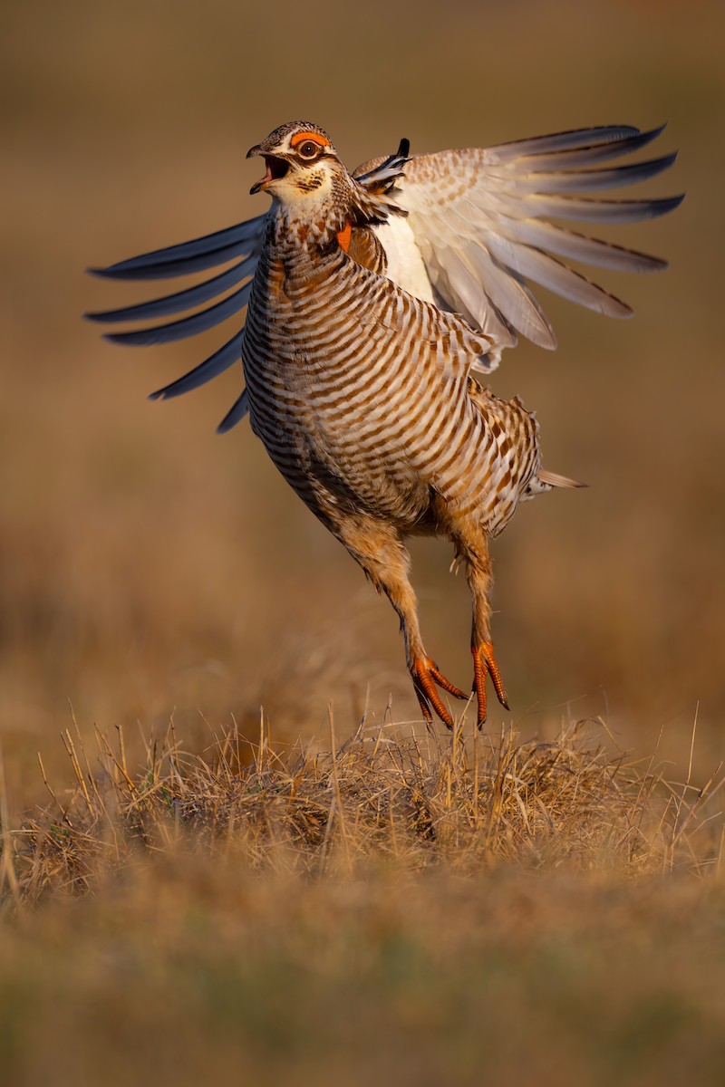 Greater Prairie-Chicken - ML558329521