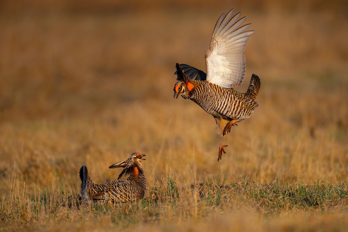 Greater Prairie-Chicken - ML558329571