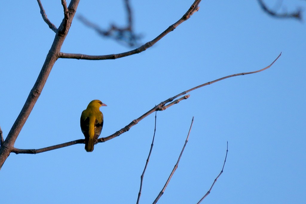 Indian Golden Oriole - ML55832981