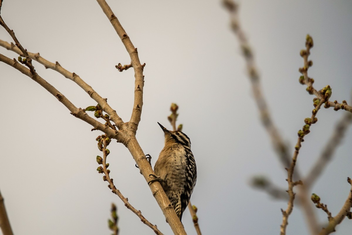 Ladder-backed Woodpecker - ML558329861