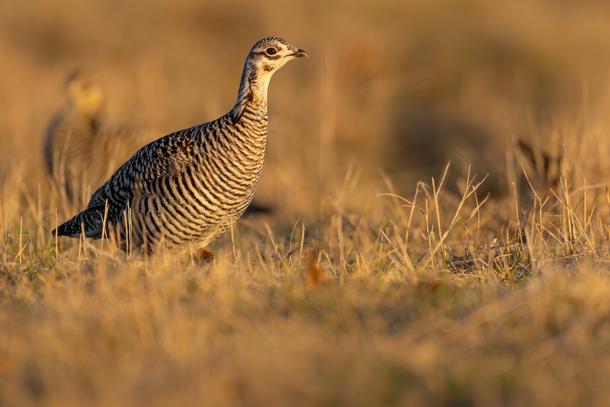 Tétras des prairies - ML558329871