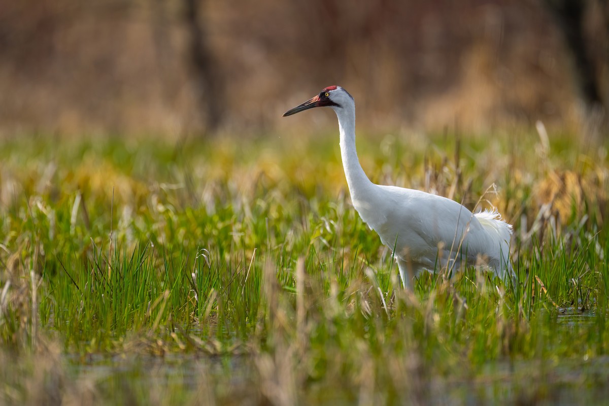 Whooping Crane - ML558330141