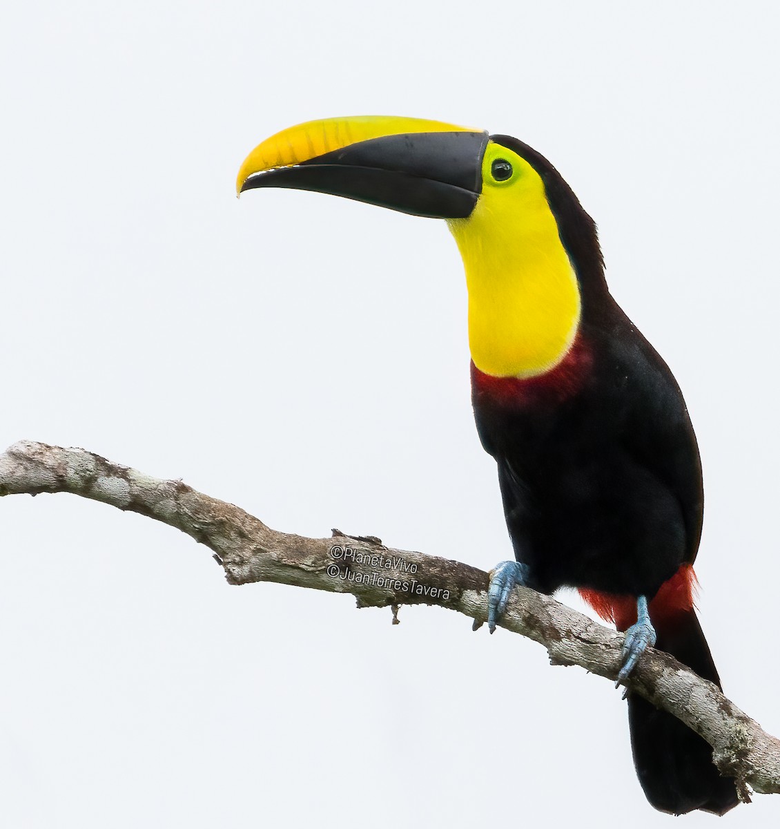 Yellow-throated Toucan - ML558330401