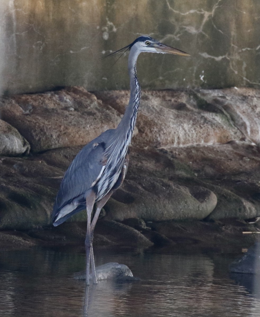 Great Blue Heron - Pamela Barton