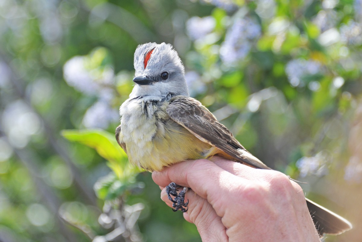 Western Kingbird - ML558332301