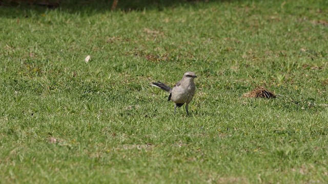 Sinsonte Tropical (grupo gilvus) - ML558332361