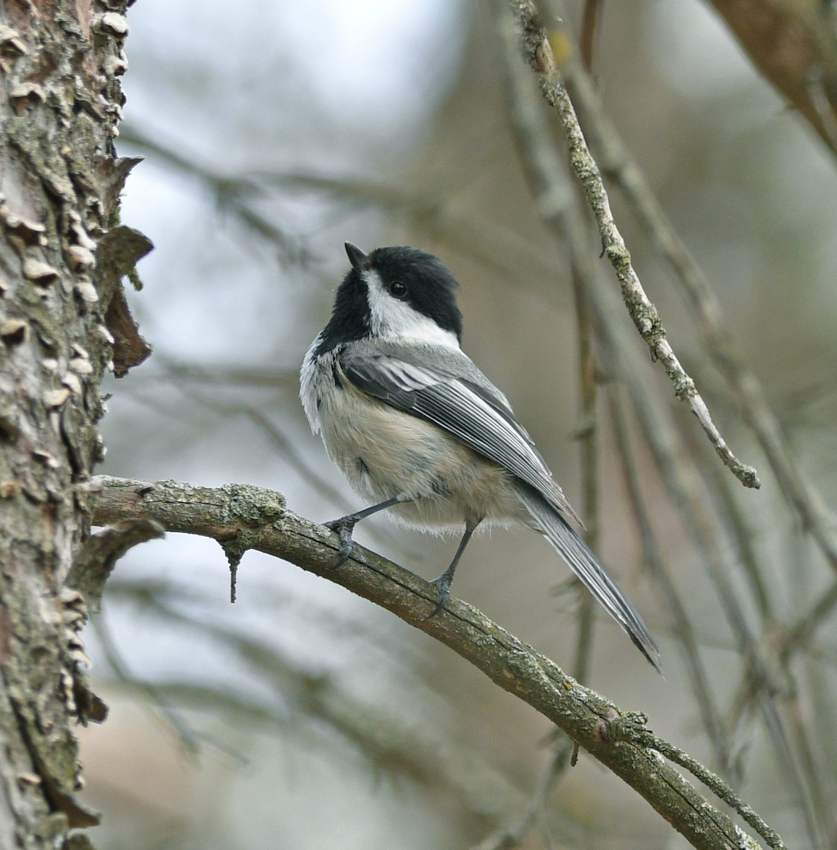 Black-capped Chickadee - ML558333541