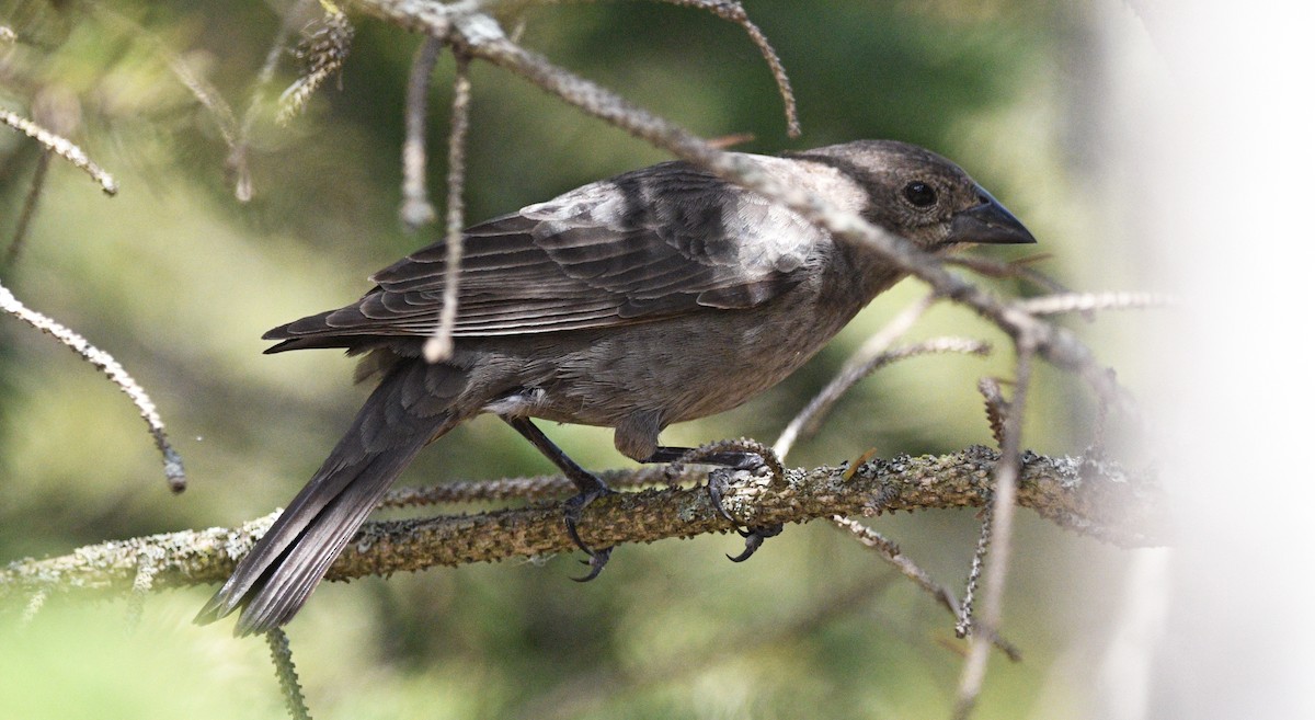 Brown-headed Cowbird - ML558333691