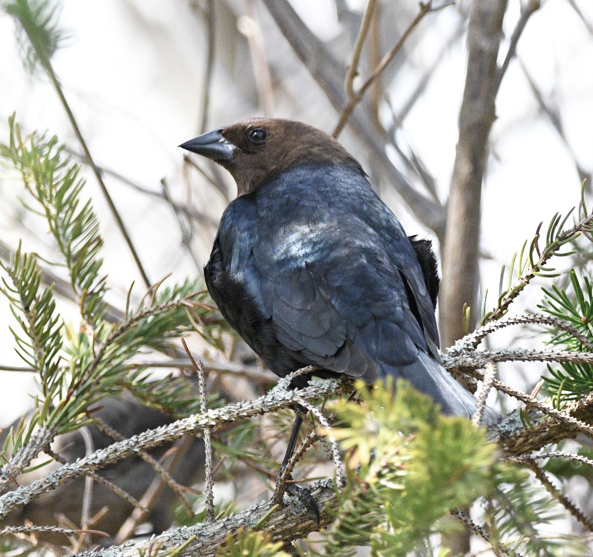 Brown-headed Cowbird - ML558333821