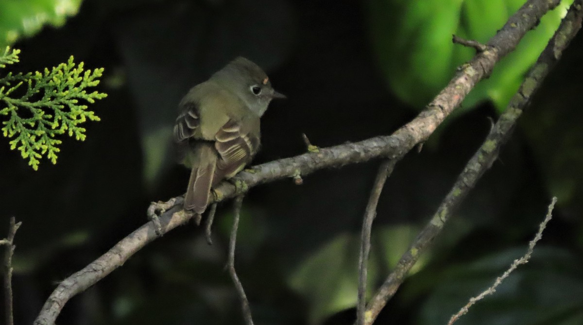 Hammond's Flycatcher - ML558334591