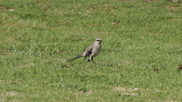 Sinsonte Tropical (grupo gilvus) - ML558335681