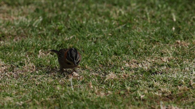 Rufous-collared Sparrow - ML558335831