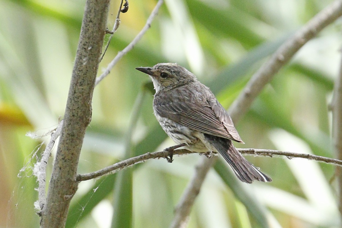 Yellow-rumped Warbler (Myrtle) - Donna Pomeroy