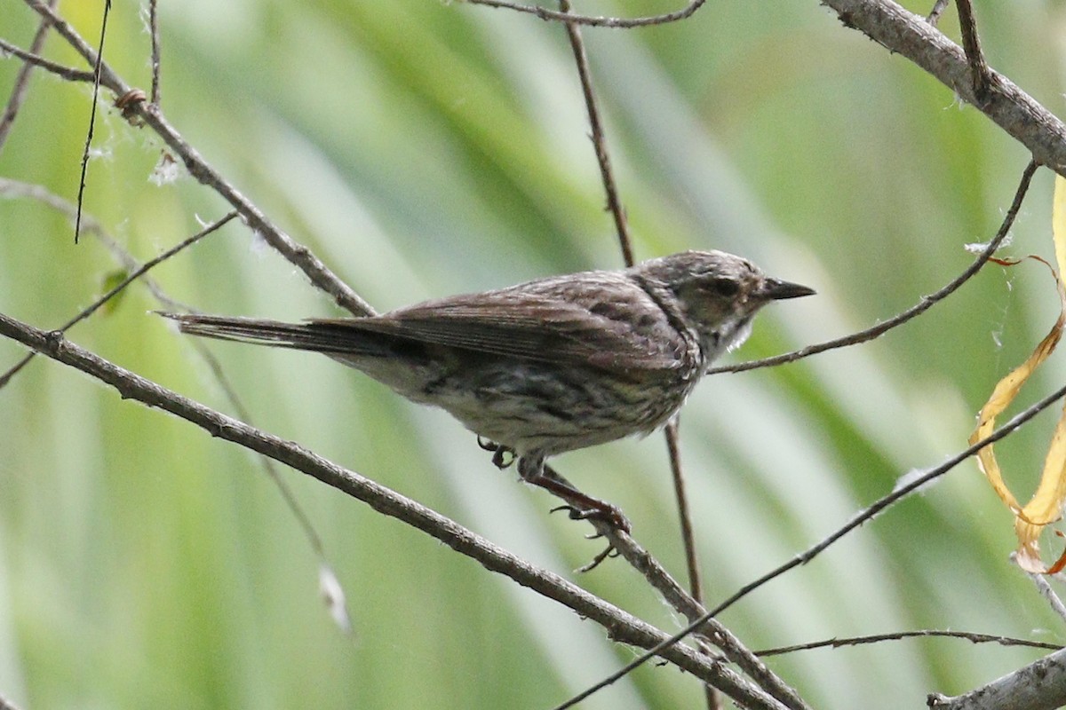 Yellow-rumped Warbler (Myrtle) - ML55833611