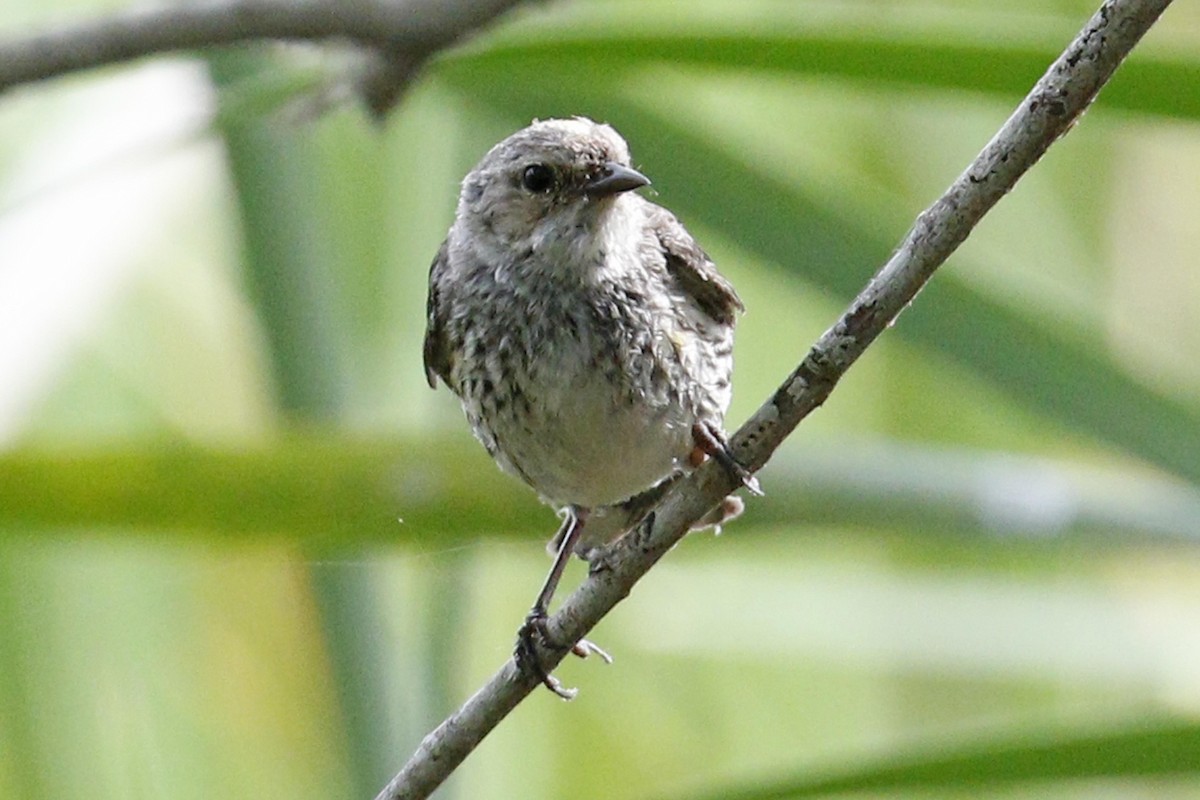 Kronenwaldsänger (coronata) - ML55833621