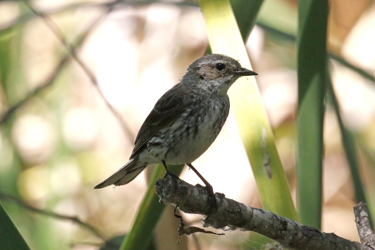 Yellow-rumped Warbler (Myrtle) - ML55833631