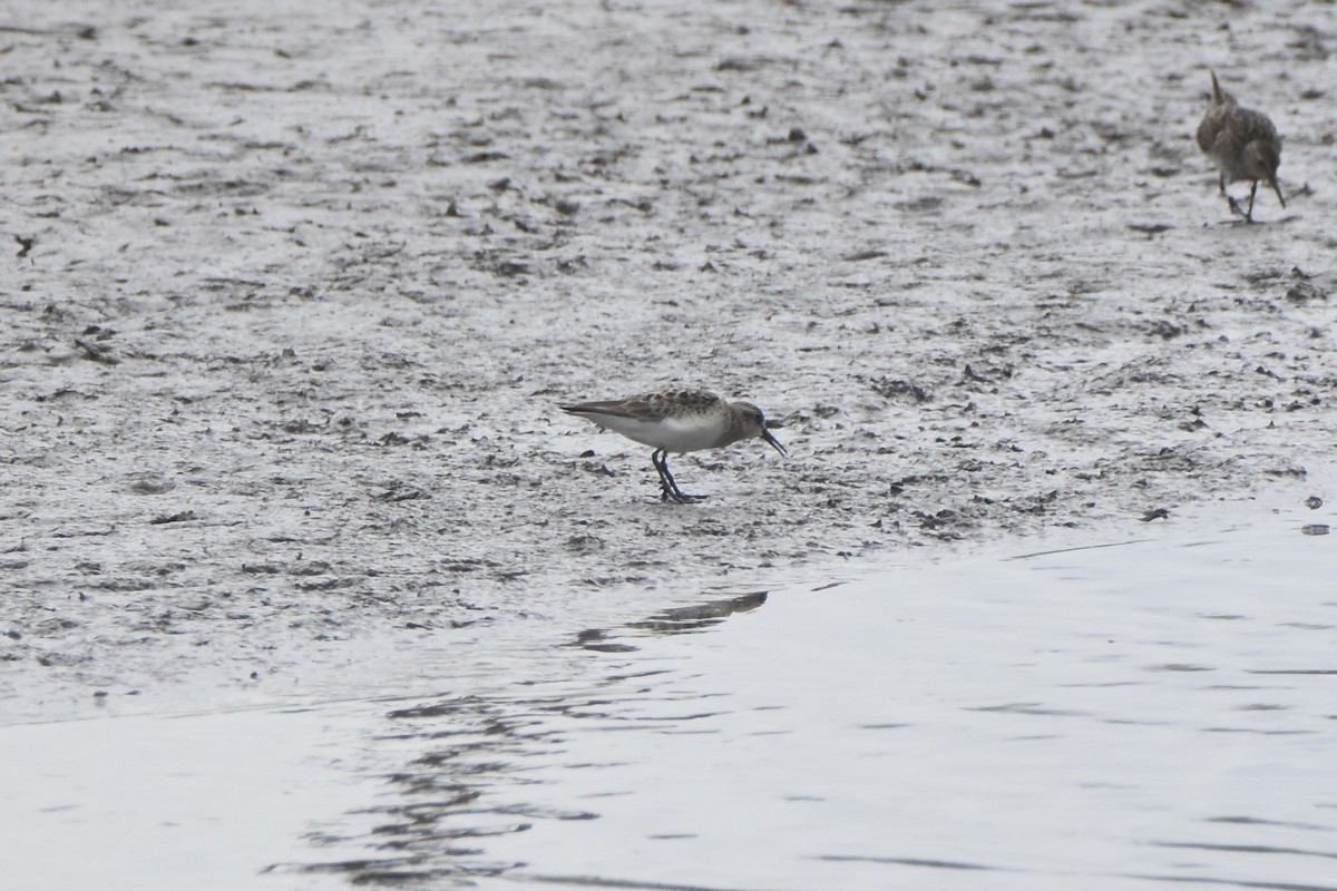 Baird's Sandpiper - ML558336481