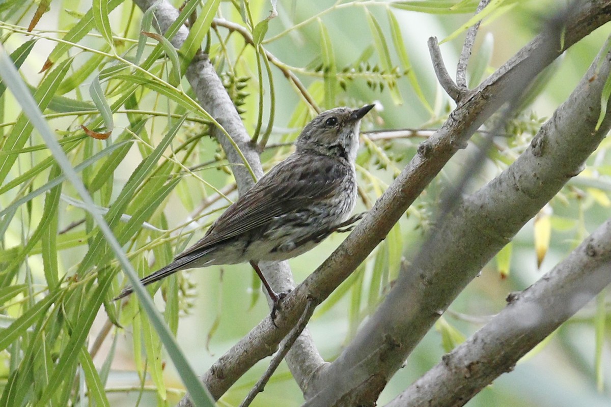 Yellow-rumped Warbler (Myrtle) - ML55833651