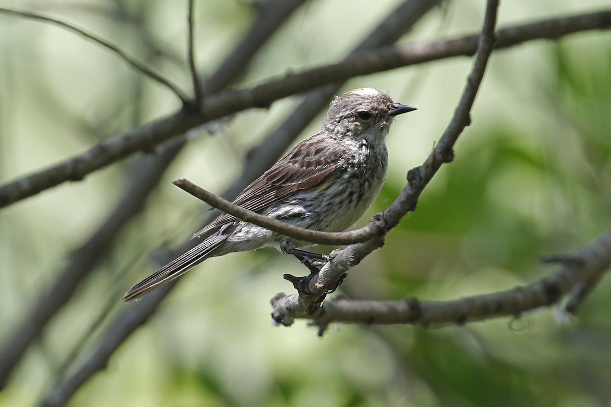 Taçlı Ötleğen (coronata) - ML55833681