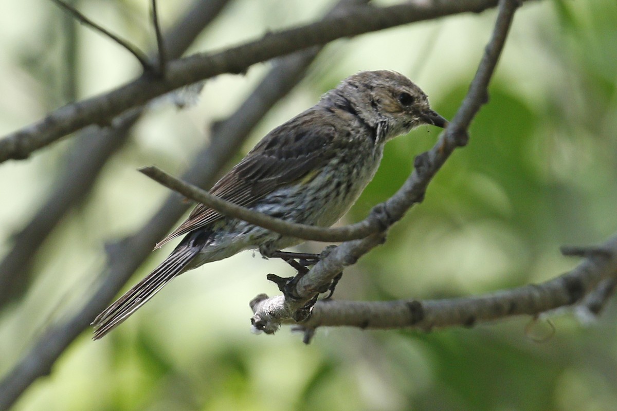 Yellow-rumped Warbler (Myrtle) - Donna Pomeroy