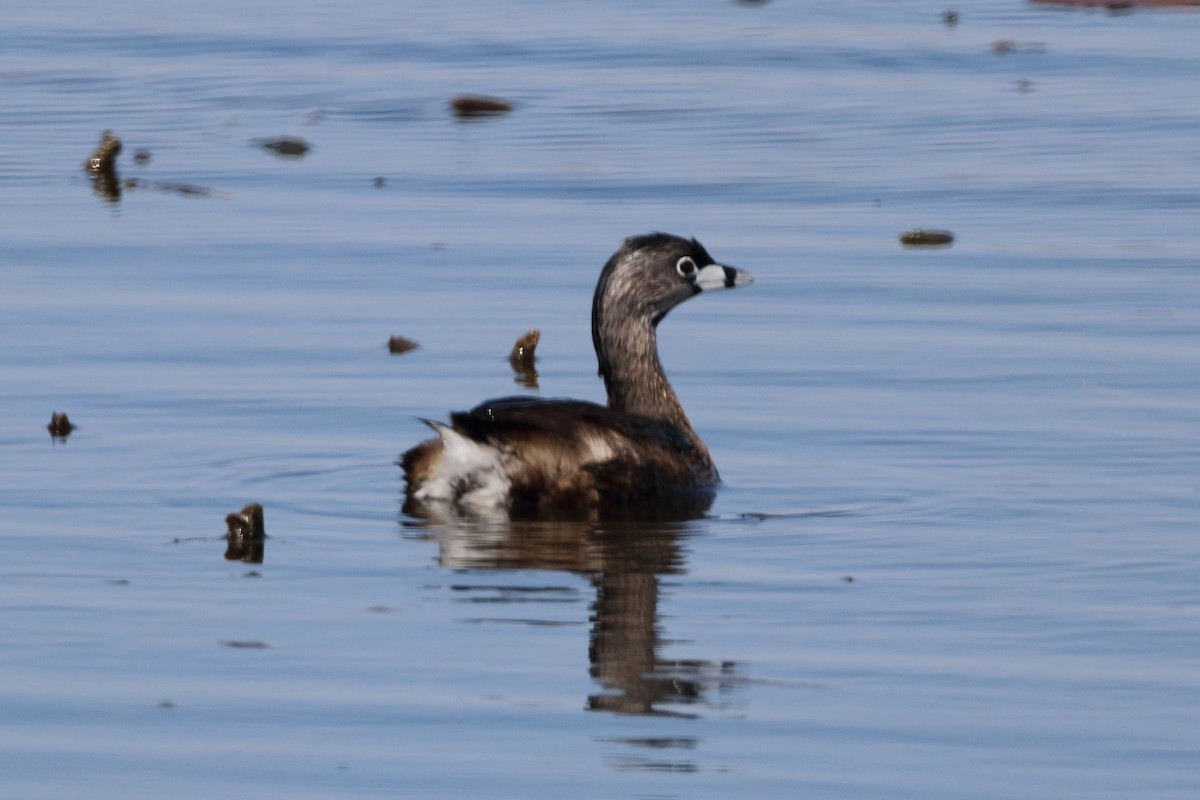 Pied-billed Grebe - ML558336931