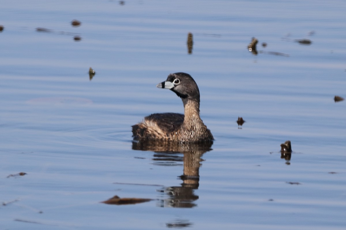 Pied-billed Grebe - ML558336941