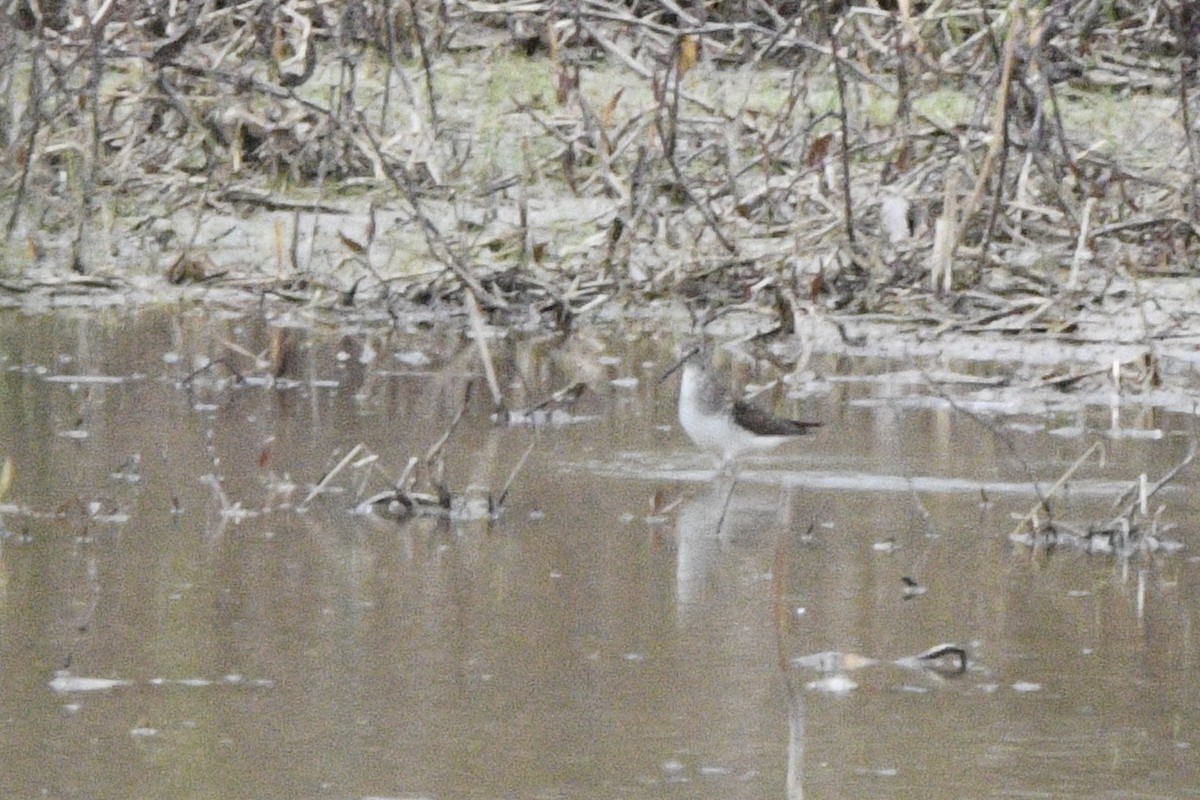 Solitary Sandpiper - ML558337261