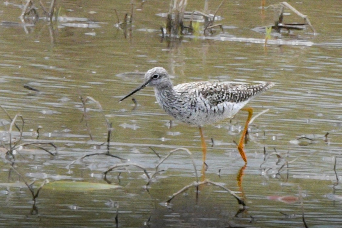 Greater Yellowlegs - ML558337361