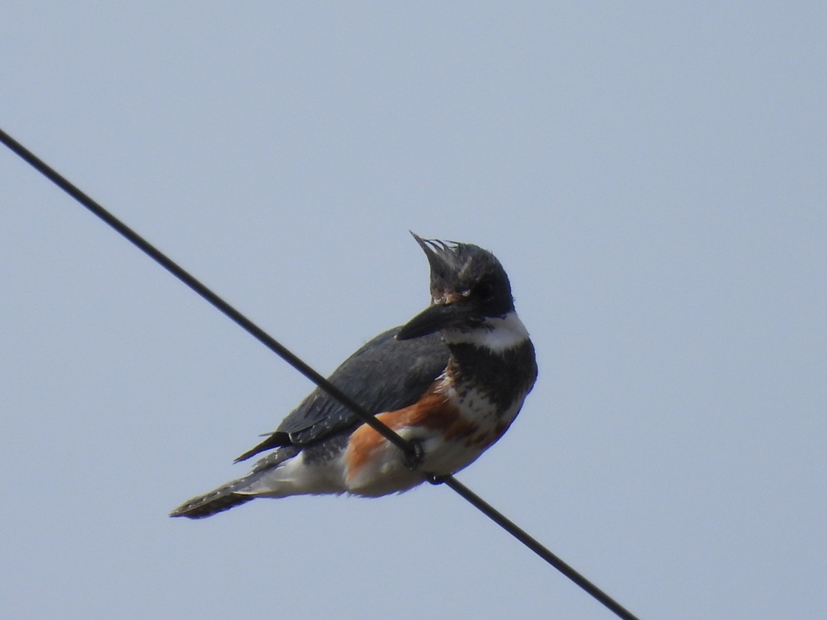 Belted Kingfisher - ML558337721