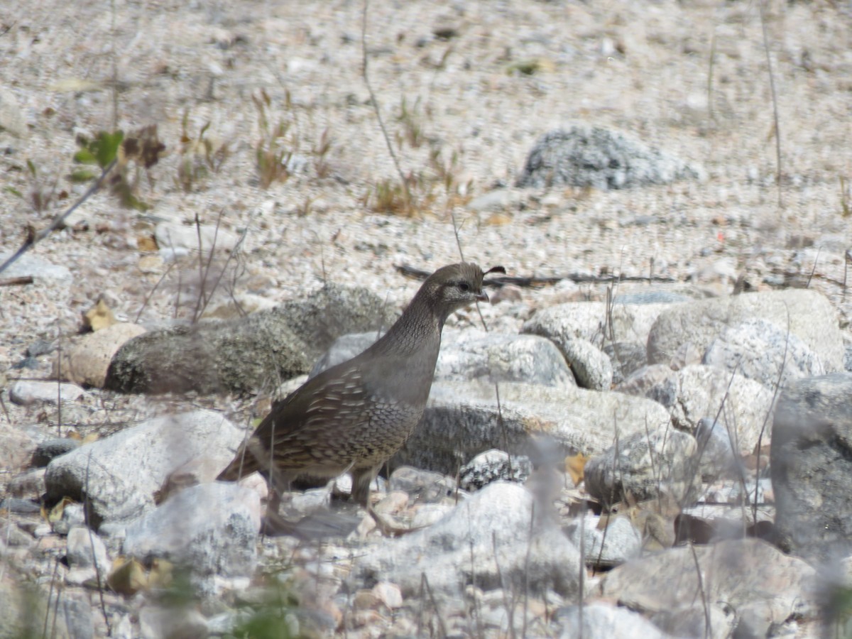 California Quail - ML558337761