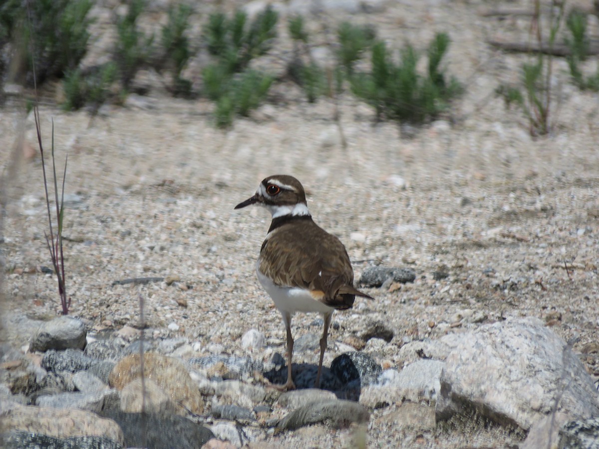 Killdeer - ML558337931