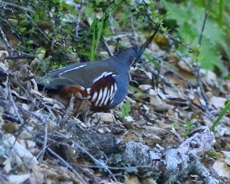 Mountain Quail - ML558337951