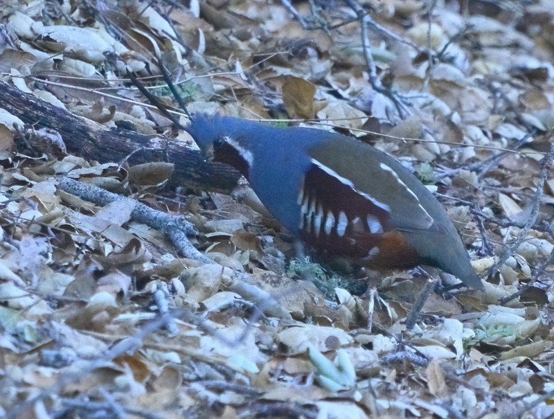 Mountain Quail - ML558337961