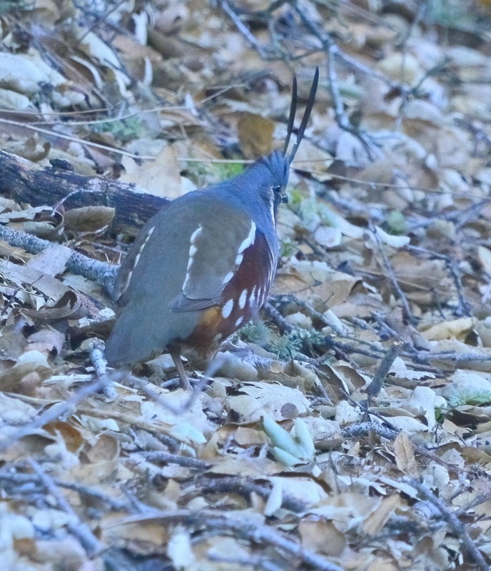 Mountain Quail - ML558337971